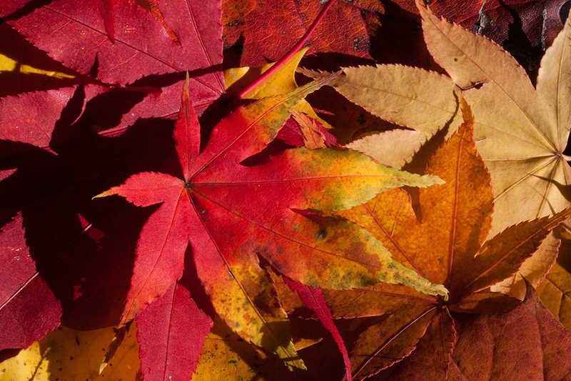 Los colores del otoño - Blog Pinturas Noroeste